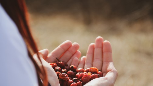 5 természetes csodaszer a skandinávok ajánlásával: te próbáltad már őket?