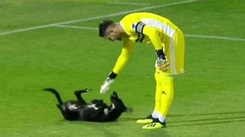 Nem lesz cukibb ma a focipályára szaladó kutyánál