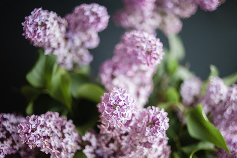 Ezt a virágot válaszd Anyák napjára a horoszkópja alapján