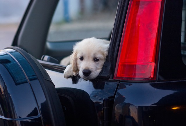 Kutya az autóban