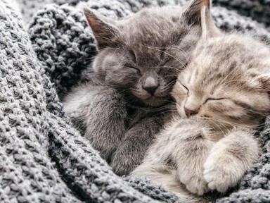 9 dolog, amit meg kell tenned, mielőtt örökbefogadsz egy cicát