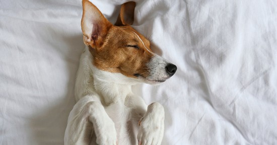 „Mind az egészség és a szépség megőrzése szempontjából a háton alvás a legideálisabb” - beszélgetés dr. Simon Márta neurológussal