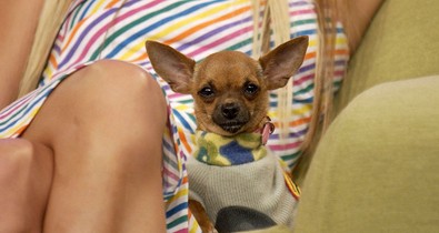 Tinkerbell Hilton után szabadon: Vörös szőnyegen pózolnak és fotózásokra járnak a nepo petek, azok a VIP kisállatok, akik sztárgazdáik révén váltak híressé