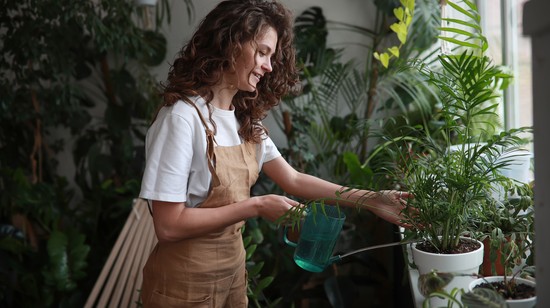 Zseniális trükk: ezt tedd, ha sárgulnak a szobanövényed levelei