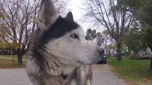 Elolvadsz, ha megnézed! Ennek a kutyának egy kacsa a legjobb barátja