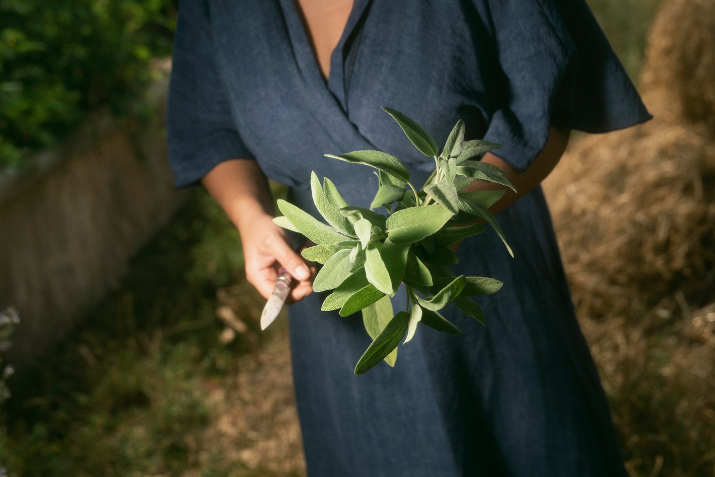 Orvosi zsálya, ami nagyon jó gyulladáscsökkentésre, fertőtlenítésre és emésztést segítő hatása is van