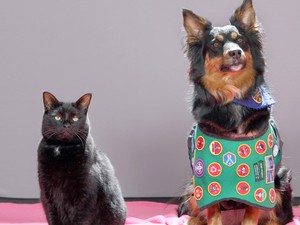 Az örökbefogadással állatok életét menthetjük meg, a szaporítók támogatásával állatok életét sodorjuk veszélybe