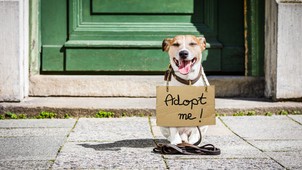 Idén karácsonykor se felejtkezzünk meg a kiszolgáltatott helyzetben lévő négylábú barátainkról