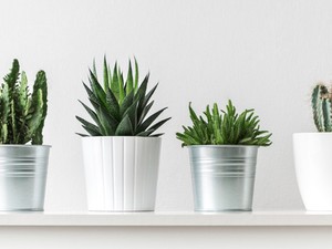 3+1 egyszerű trükk, hogy életben maradjanak a szobanövényeid