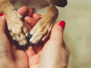Lenne mit tanulnunk a házi állatainktól