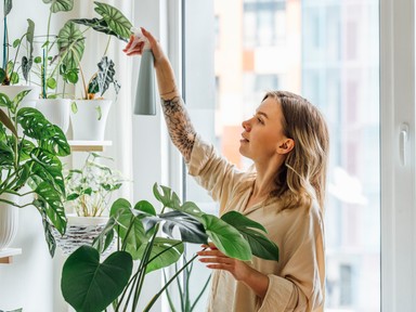 6 szobanövény, ami nagyobb kincs, mint hinnéd: még a fekete penész ellen is bevetheted őket