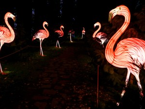 Ugorjatok be Alice Csodaországába!– Garden of Lights kiállítás nyílt az ELTE Füvészkertben