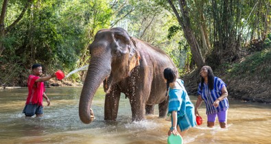 Erre az egy dologra nagyon figyelj oda, ha elefántot szeretnél simogatni Thaiföldön