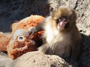 Egy makákóbébi adta fel a legszomorúbb leckét az emberiségnek idén