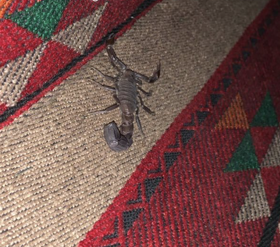 Egy skorpiót találtunk reggel a sátrunkban - utazás Jordániába