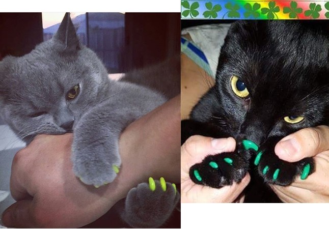 állatmanikűr, állati manikűr, kilakkozott macskák, kilakozott kutya, soft paws, házi kedvenc, kutya, macska, manikűr, lakk