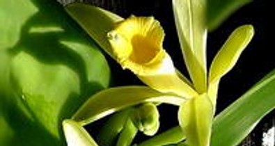 Vanília, a nyári kedvenc