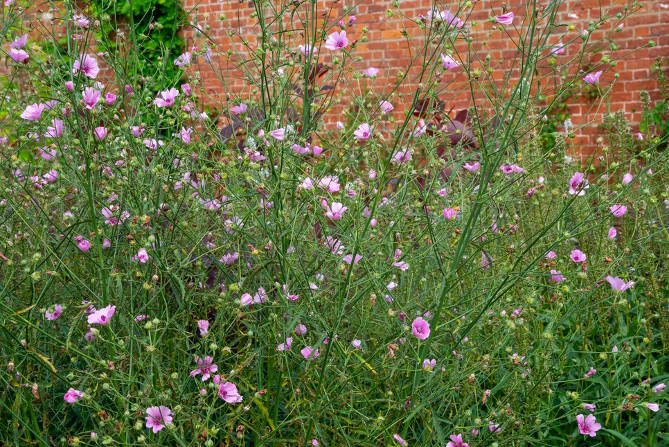 Althaea Cannabina