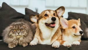 Albérletet keresel házikedvenccel? Ezért utasítanak el sokan már az első körben