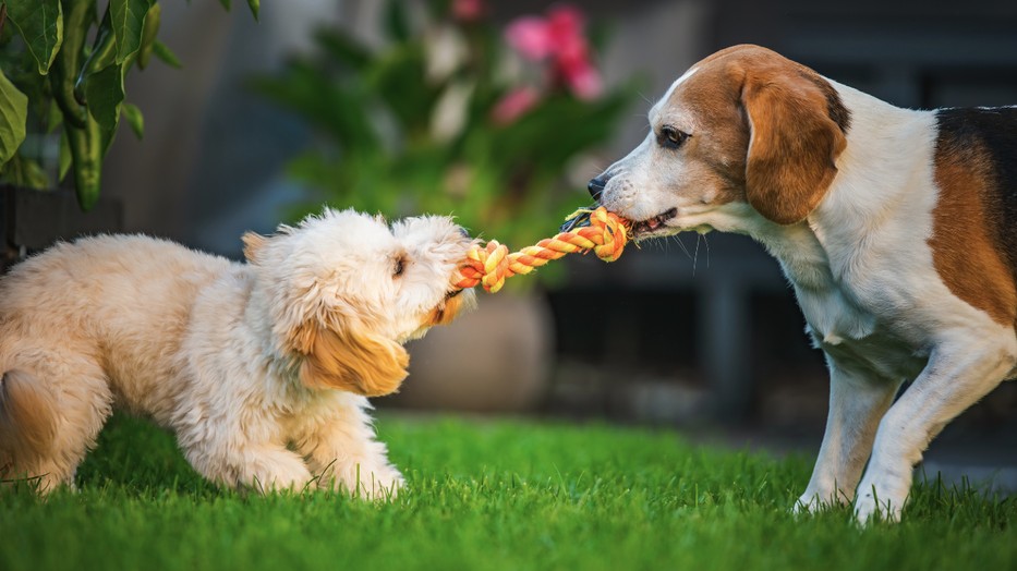 Nem mindegyik játék alkalmas a kutyáknak