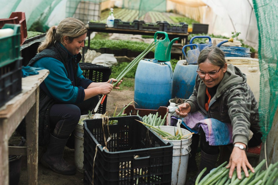 Újhagymákat készítenek elő a szombati Biolultúra Ökopiacra. Ha egészséges zöldségeket ennél, klikkelj az okopiac.hu-ra!