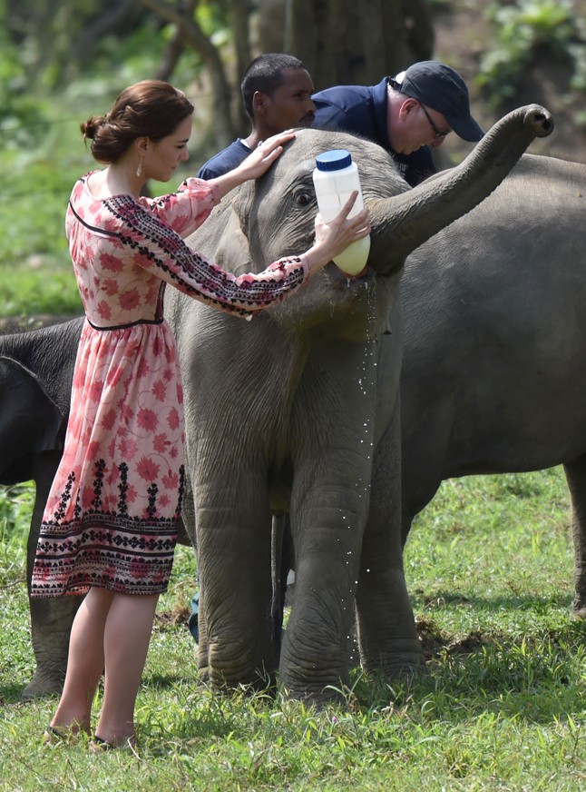 kate middleton, vilmos herceg, turné, india, indiai, bébi elefánt, orrszarvú