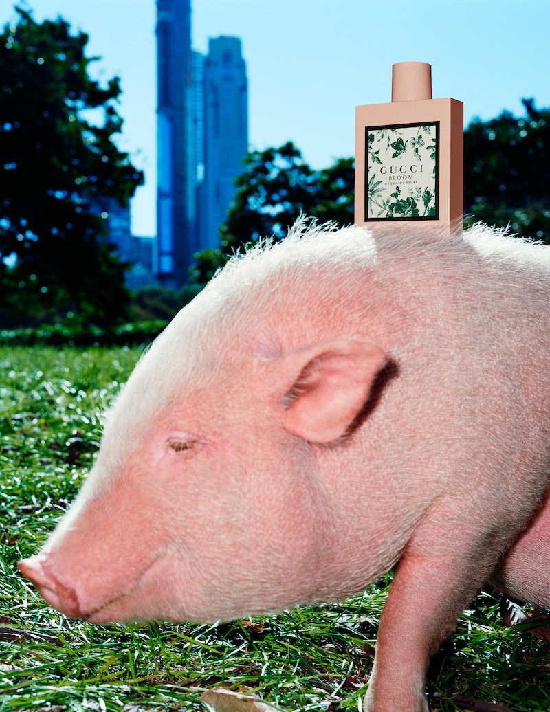 Ha te is úgy imádod a törpemalacokat, mint én, akkor visítani fogsz a Gucci új kampányától