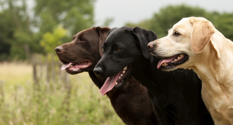 A Labrador Retriever kiváló házőrző, barátságos, mozgékony és aktív társállat. Na és azt tudtad, hogy kiváló úszó is?