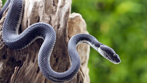 Zseniális! Egy állatkertben az exed után nevezhetsz el kígyót Valentin-nap alkalmából