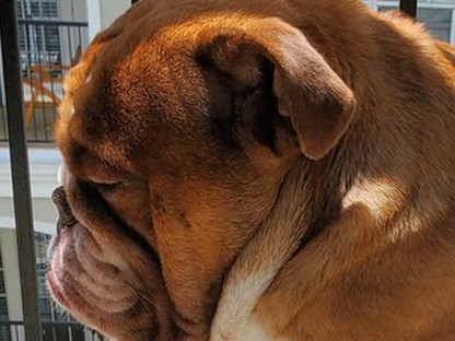 A járvány összes világfájdalmát ez a kölyök bulldog fejezi ki a legjobban az internet most