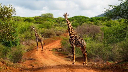 Afrika élménye most közelebb került a magyar utazókhoz