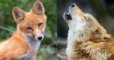 Melyik a kedvenc állatod az alábbiak közül? Meglepő dolgot árul el rólad