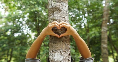 Csatlakozz te is a hazai erdők pusztítása elleni civil összefogáshoz!