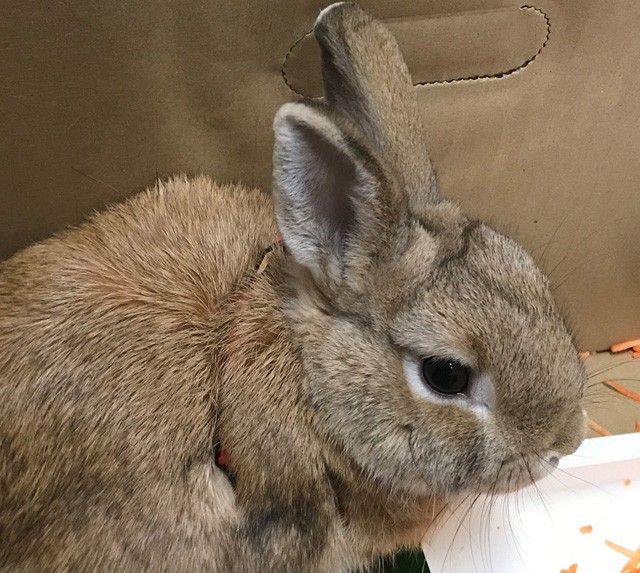 Bombának nézték ezt a pici nyuszit a reptéren!