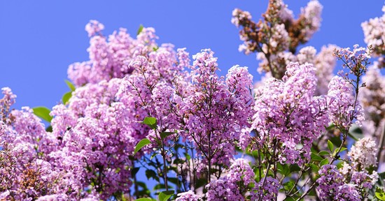 Egy életre tönkreteszed ezeket a virágokat, ha márciusban visszavágod őket, itt a lista, mivel vigyázz