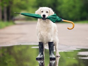 Így védd meg kis kedvenced az esőtől: Itt a kutya-esernyő