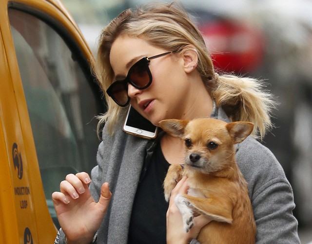 Jennifer Lawrence és kutyája, Pippi