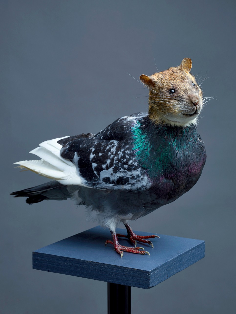 Dániel nem állt meg a csirkéknél: galamb-projektjében arra reflektál, hogyan lett a béke szimbólumából alig tűrt városi lakó