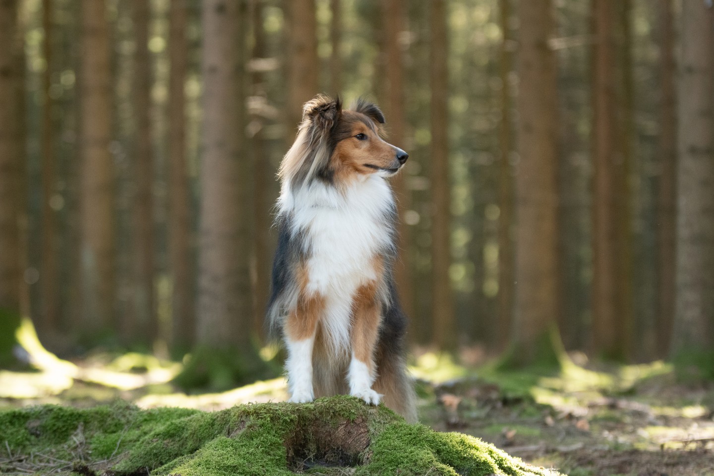 A hosszúszőrű skót juhászkutya imád dolgozni, teljesíteni és megfelelni, és persze imádja az embert. Ami az intelligenciát illeti, a 6. helyet szerezte meg Dr. Coren besorolása szerint.