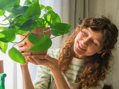 Azt hiszed, jót teszel vele, pedig csak megölöd a szobanövényeidet 