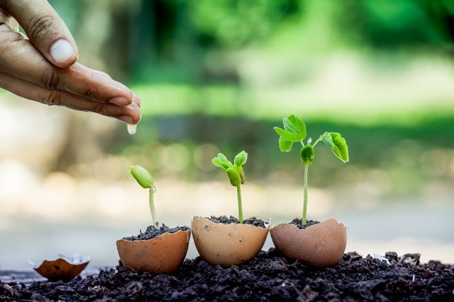 3+1 tipp, hogy a szobanövényeid ne pusztuljanak el