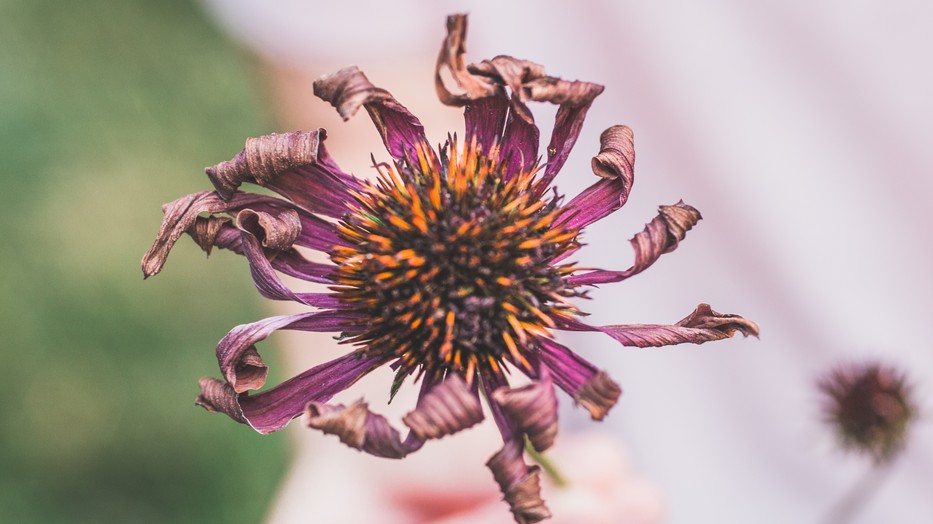 Meddig képes Európa alkalmazkodni a klímaváltozáshoz?