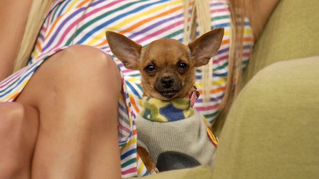 A hotelörökösnő, Paris Hilton csivavája, Tinekrbell volt az első igazán felkapott celebkutya, akinek bérelt helye volt a vörös szőnyegen