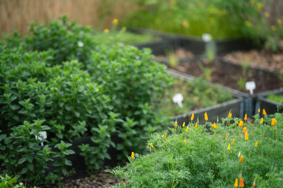 Saját kis fűszerkertre vágysz? Nagy Zsófia, A Fűszeres Lány segít, hogyan kezdj bele