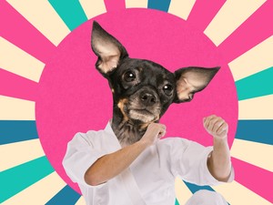 Akár az életedet is megmentheti ez a kifejezés, jegyezd meg arra az esetre, ha meg akarna támadni egy kutya