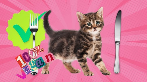 Kiscica filé 5 fontért - fotók a legelgondolkodtatóbb piacról, amit valaha láttunk