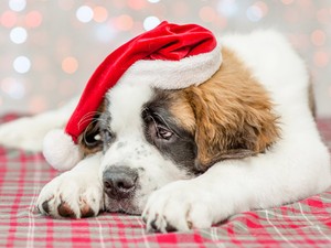 Te sem égsz karácsonyi lázban? Így éld túl az ünnepi szezont