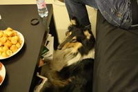 Bori kutya erről a forgatásról sem hiányozhatott!