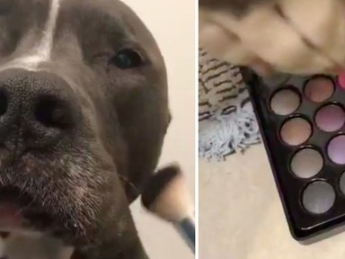 Ez a KUTYA az új beautyvlogger, akit követni fogsz! Hihetetlen!