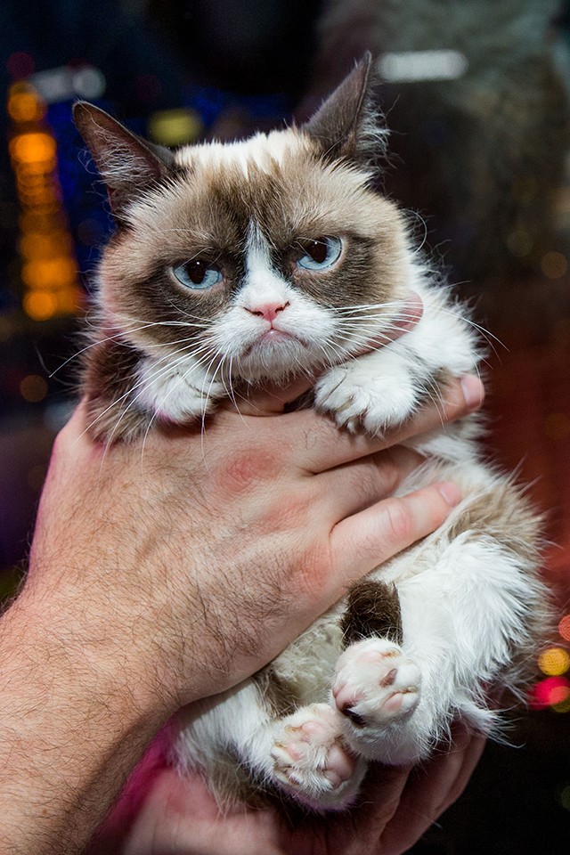 Grumpy Cat